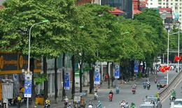 Hà Nội dịch chuyển bớt cây hoa sữa để bảo vệ sức khoẻ người dân