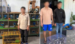 Công an phát hiện hàng trăm cá thể chim không rõ nguồn gốc ở Khánh Hòa
