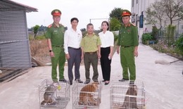 Nhiều người dân Hải Phòng bắt được cá thể khỉ quý hiếm đi lạc