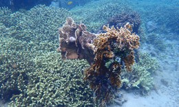 Ấn tượng rừng san hô 'hồi sinh' dưới biển Nha Trang