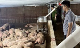 Ngăn chặn 102 con lợn nhiễm bệnh tai xanh đang đưa về Hà Nội tiêu thụ