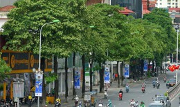 Hà Nội cấm trồng cây trứng cá, dâu da,... tại khu công cộng