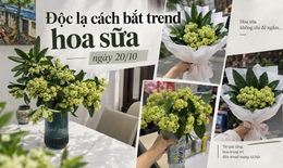 Độc lạ cách 'bắt trend' hoa sữa 20/10: Người xin hoa về cắm, người bó mang tặng