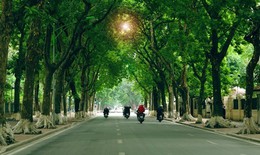 18 loài cây xanh Hà Nội cấm trồng nơi công cộng