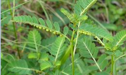 9 bài thuốc từ cây chó đẻ