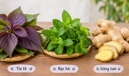 3 cây thuốc nam chữa cảm cúm, giảm đau nhức cơ thể
