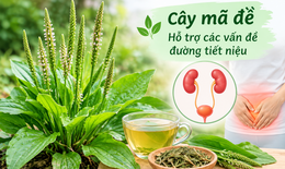 Lợi ích chữa bệnh của cây mã đề
