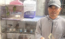 Khởi tố người mua bán, trao đổi 36 cá thể chim hoang dã
