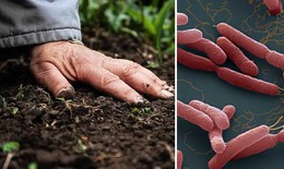 Bệnh Whitmore dễ bị bỏ sót do triệu chứng không điển hình