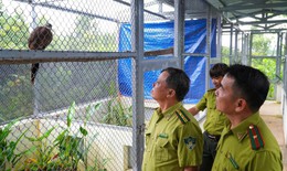 Vườn quốc gia Bạch Mã tiếp nhận nhiều cá thể trĩ sao quý hiếm