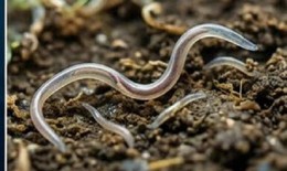 Nhiều người ở Khánh Hòa nhiễm loại giun mà bác sĩ cảnh báo cần điều trị sớm