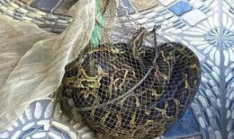 Người dân bắt được trăn đất nặng 9kg khi thăm đồng