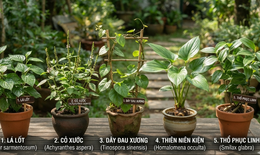 Giảm đau nhức xương khớp với 5 cây thuốc nam quanh nhà