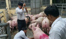 Hơn 10.000 tấn heo dùng chất cấm đã được đưa ra thị trường