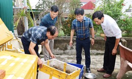 Hà Tĩnh ghi nhận ổ dịch sốt xuất huyết với 9 ca mắc