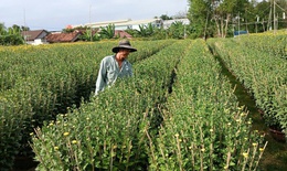 Ở nơi gần 30.000 chậu hoa cúc Tết chưa nở, thương lái đã đặt mua hết