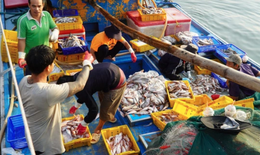 Lâm Đồng rộn ràng tàu cập bến, ngư dân đón xuân từ những khoang cá