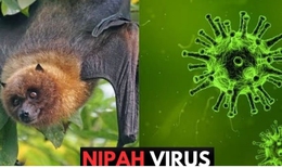 Singapore theo dõi chặt chẽ trường hợp nhiễm virus Nipah tại Bangladesh
