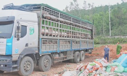 Ngăn chặn hơn 15 tấn lợn nhiễm dịch tả lợn châu Phi trước thềm Tết