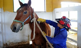 Nghiên cứu và bảo tồn giống ngựa Việt Nam: Giữ nguồn gen quý giữa nhiều thách thức