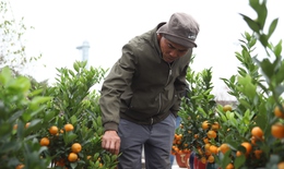 Sức mua giảm, người bán đào, quất tính sẵn nước "về vườn", hoặc buộc phải bỏ cây