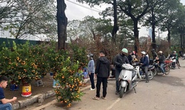 Chở đào quất cồng kềnh dịp Tết có thể bị xử phạt đến 14 triệu đồng