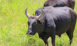 Ngắm đàn bò tót lai vạm vỡ sẵn sàng đón khách du xuân giữa núi rừng Khánh Hòa