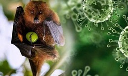 Ấn Độ ghi nhận ca tử vong do virus Nipah