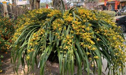 Những điều bí ẩn ít biết về loài hoa lan được mệnh danh 'giấc mộng vua Trần'