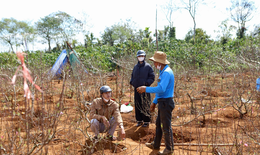 Đào Buôn Hồ vào vụ Tết: Hoa đẹp, thương lái đặt cọc sớm