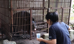 Trung tâm Cứu hộ gấu Việt Nam tiếp nhận, chăm sóc một cá thể gấu ngựa