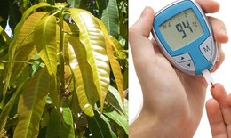 Loại lá quen thuộc hỗ trợ ổn định đường huyết