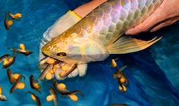 Cảnh báo ngộ độc nguy hiểm từ thói quen ăn cá nóc và trứng cá cảnh