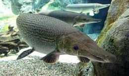 Sở Y tế Thanh Hóa thông tin về 10 bệnh nhân ngộ độc sau ăn cá Phúc Lộc Thọ