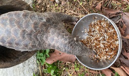 Video: Bồi bổ đặc biệt cho động vật quý hiếm