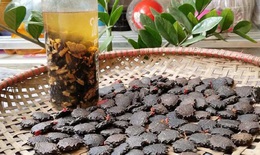 Bài thuốc quý từ loại hạt có độc