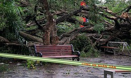 Hà Nội: Cây si cổ tại vườn hoa Lý Tự Trọng gãy đổ, 2 người bị thương