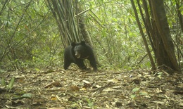 Nhiều động vật quý hiếm xuất hiện trong rừng ở Quảng Ngãi báo hiệu điều gì?