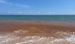 Nước biển ở Gia Lai đổi màu có nguy hiểm không?