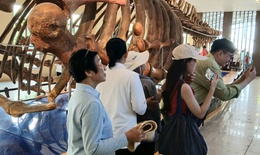 Nườm nượp người đi xem bộ xương động vật quý hiếm khổng lồ ở Khánh Hòa