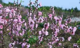 Đào nở sớm, người trồng đối mặt nguy cơ 'thất thu' dịp Tết