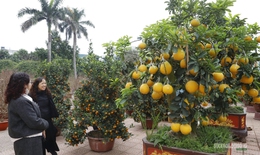 Bưởi vàng xuống phố, báo hiệu mùa Tết đã rất gần