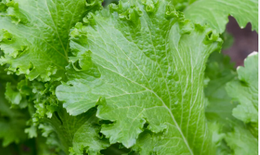 Lợi ích của cải canh đối với sức khỏe