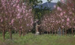 Đào nở đỏ rực trước Tết, chủ vườn đứng ngồi không yên