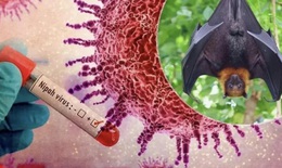 Lâm Đồng chủ động phòng, chống dịch bệnh do virus Nipah trong dịp Tết Bính Ngọ 2026