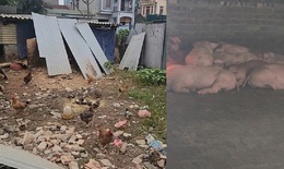 Hà Nội: Người dân xã Phù Đổng khổ vì mùi hôi từ chuồng lợn sát khu dân cư