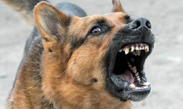 Cháu bé tử vong sau khoảng 4 tháng bị chó cắn