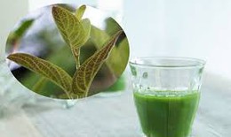 Nước lá mơ có tác dụng gì?