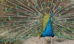 Hình ảnh thú vị về động vật quý hiếm tại nơi ‘hồi sinh’