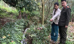 Bị phản ánh xả thải ra ruộng của dân, chủ trang trại lợn bị phạt 107 triệu đồng